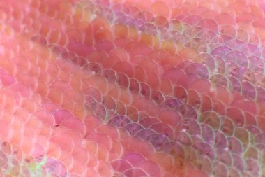 Işıl ışıl parlak pullar ve küçük ölçekli parlak makro manzaralı ışıl ışıl tatil arka planı