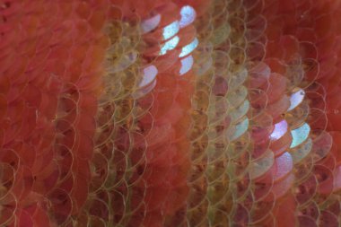 Işıl ışıl parlak pullar ve küçük ölçekli parlak makro manzaralı ışıl ışıl tatil arka planı