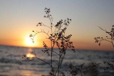 Doğa otlağı kulakları ve gün batımı romantik ruh hali