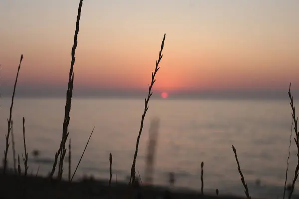 Naturaleza Fondo Hierba Orejas Puesta Del Sol Amanecer Romántico Estado — Foto de Stock