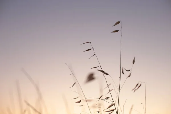 Naturaleza Fondo Hierba Orejas Puesta Del Sol Amanecer Romántico Estado —  Fotos de Stock