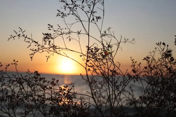 Natureza Fundo Grama Orelhas Pôr Sol Amanhecer Romântico Humor — Fotografia de Stock