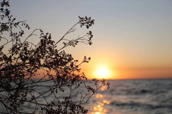 Nature Background Grass Ears Sunset Dawn Romantic Mood — Stock Photo, Image