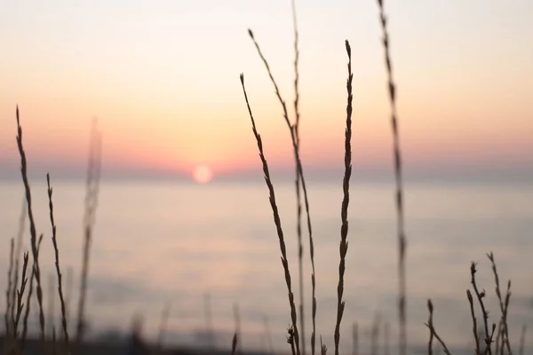 海による日の出 海の生物の動植物 背景の水と日没のロマンチックな気分 — ストック写真