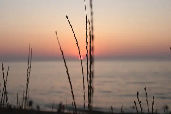Восход Солнца Моря Флора Фауна Морской Жизни Вода Заднем Плане — стоковое фото
