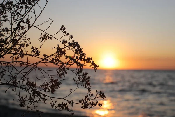 Nascer Sol Junto Mar Flora Fauna Vida Oceânica Água Fundo — Fotografia de Stock