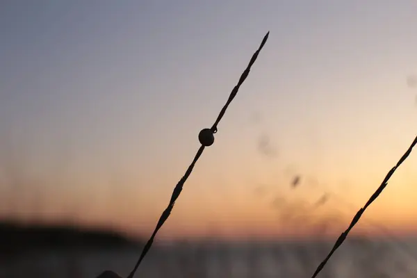 Zonsopgang Door Zee Flora Fauna Van Het Oceaanleven Achtergrondwater Zonsondergang — Stockfoto