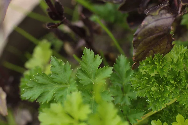 Plantes Dans Jardin Jardin Été Fond Vert — Photo