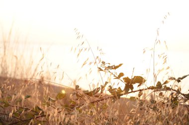 Günbatımında çimen ve çıkıntı, şafakta doğa sevgisi