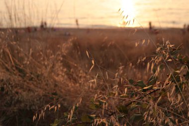 Günbatımında çimen ve çıkıntı, şafakta doğa sevgisi