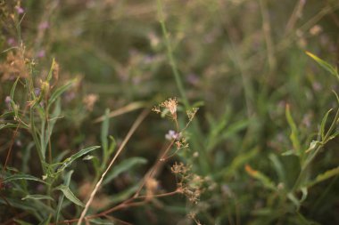 Günbatımında çimen ve çıkıntı, şafakta doğa sevgisi