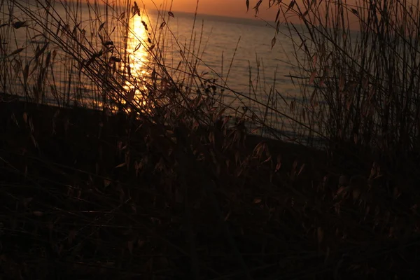 Grama Espiga Fundo Por Sol Amor Natureza Amanhecer — Fotografia de Stock