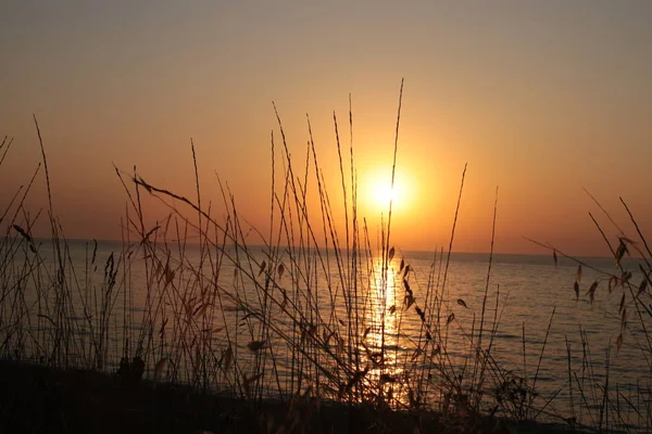 Gras Und Dorn Vor Dem Hintergrund Des Sonnenuntergangs Liebe Zur — Stockfoto