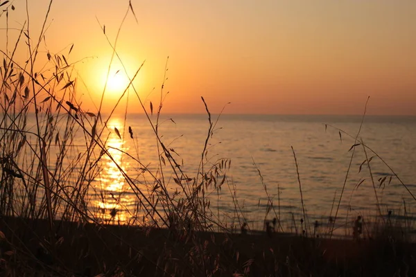 Gras Piek Een Zonsondergang Achtergrond Liefde Voor Natuur Bij Dageraad — Stockfoto