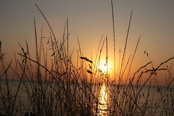 Hierba Espiga Sobre Fondo Atardecer Amor Por Naturaleza Amanecer — Foto de Stock