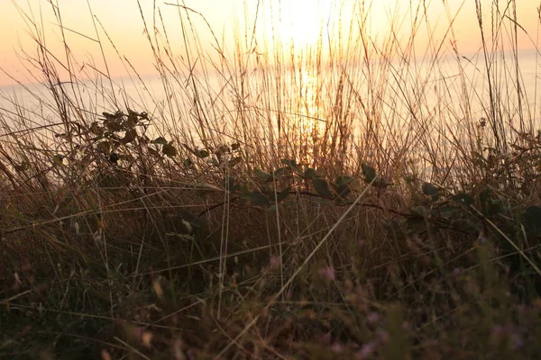 Hierba Espiga Sobre Fondo Atardecer Amor Por Naturaleza Amanecer — Foto de Stock