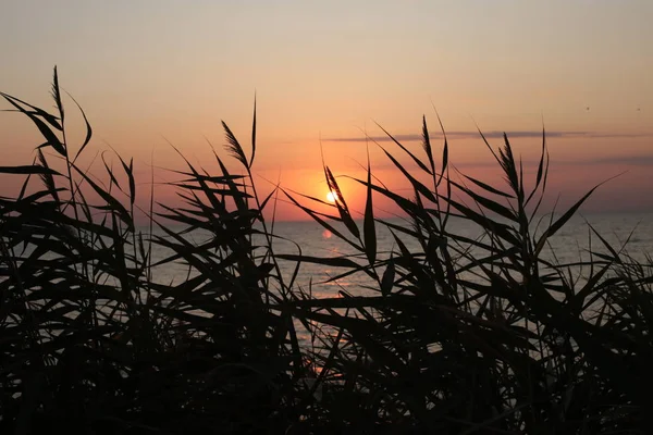 Trawa Kolec Tle Zachodu Słońca Miłość Piękno Przyrody Wschodzie Słońca — Zdjęcie stockowe