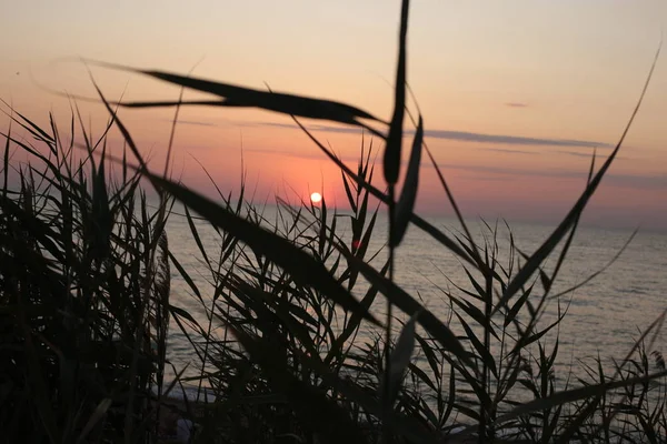 Gras Und Spitze Auf Einem Sonnenuntergang Hintergrund Liebe Und Schönheit — Stockfoto