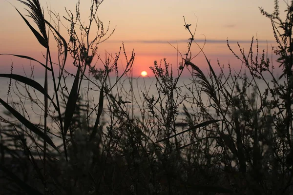 Grama Espiga Fundo Por Sol Amor Beleza Natureza Nascer Sol — Fotografia de Stock