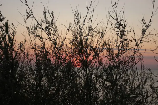 Grama Espiga Fundo Por Sol Amor Beleza Natureza Nascer Sol — Fotografia de Stock