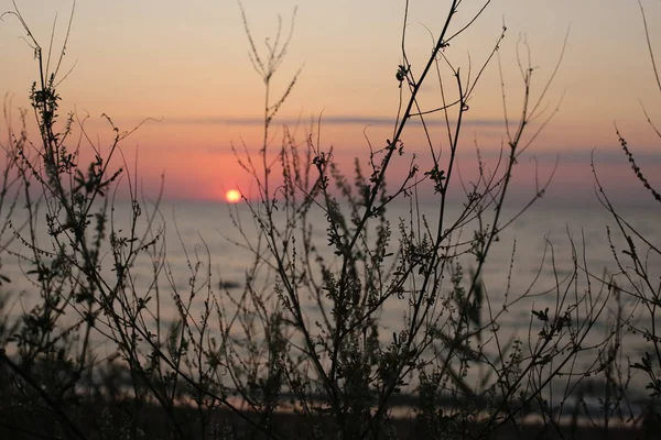 Gras Und Spitze Auf Einem Sonnenuntergang Hintergrund Liebe Und Schönheit — Stockfoto