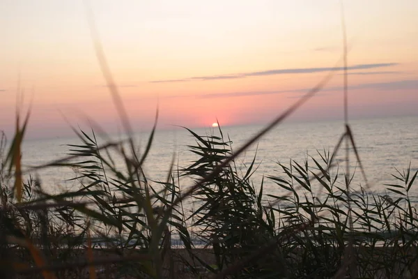 Trawa Kolec Tle Zachodu Słońca Miłość Piękno Przyrody Wschodzie Słońca — Zdjęcie stockowe