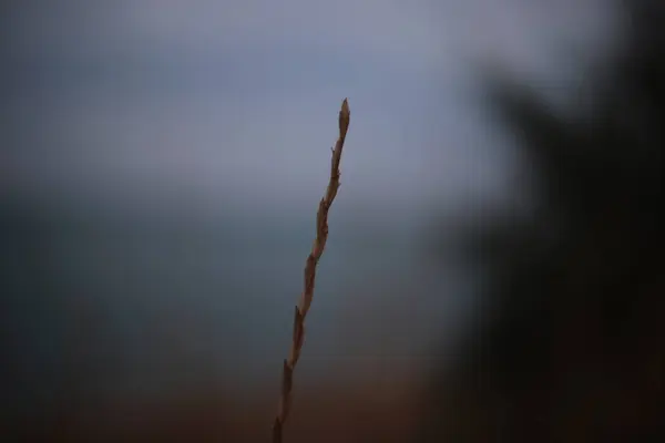 Gras Piek Een Zonsondergang Achtergrond Liefde Schoonheid Van Natuur Bij — Stockfoto