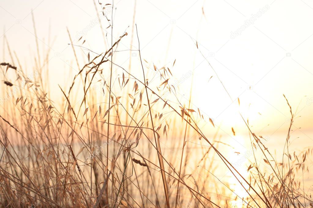 grass and spike on a sunset background, love of nature at dawn