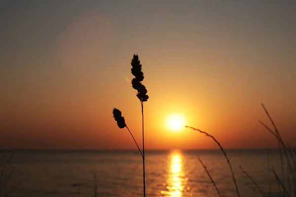 夜明けの後ろに乾いた秋の草が芽吹き日没や海を背景に自然を枯らし — ストック写真