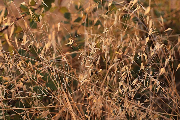 Suchý Podzimní Travní Výběžek Úsvitu Zvadlá Příroda Pozadí Západu Slunce — Stock fotografie