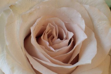 makro fotoğrafçılık yaprakları çiğ taneli gül çiçeği