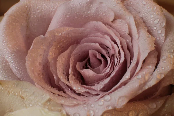 macro photography rose flower with dew on leaf