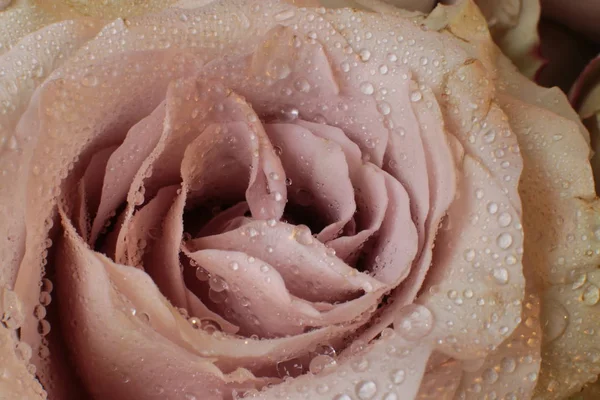 Macro Photographie Rose Fleur Avec Rosée Sur Feuille — Photo