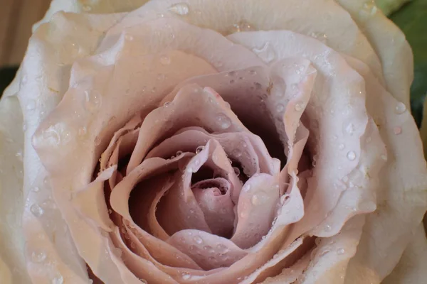 Makro Fotografia Różany Kwiat Rosą Liściu — Zdjęcie stockowe