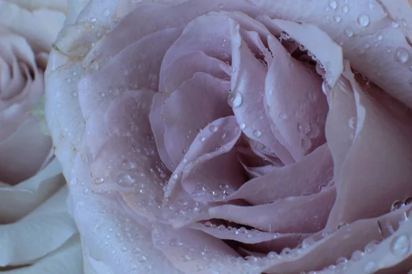 Розовый Цветок Росой Листьях — стоковое фото