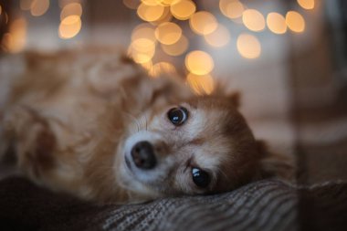 Ekoseli bir çelenk üzerindeki köpek yavrusu Noel tatilini kemiriyor.