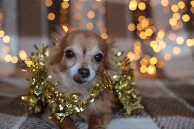 Ekoseli bir çelenk üzerindeki köpek yavrusu Noel tatilini kemiriyor.