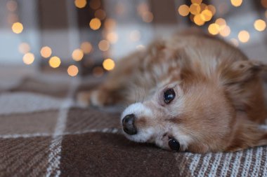 Ekoseli bir çelenk üzerindeki köpek yavrusu Noel tatilini kemiriyor.