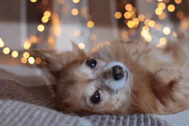Zencefilli Chihuahua Yeni Yıl havası Bokeh çelengi, bir köpek yavrusu gülümsüyor ve Noel tatilinin tadını çıkarıyor.