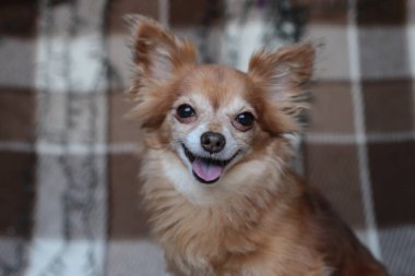 Kızıl saçlı küçük köpek Chihuahua yeni yıl ışıklarıyla bir yatakta oturuyor.