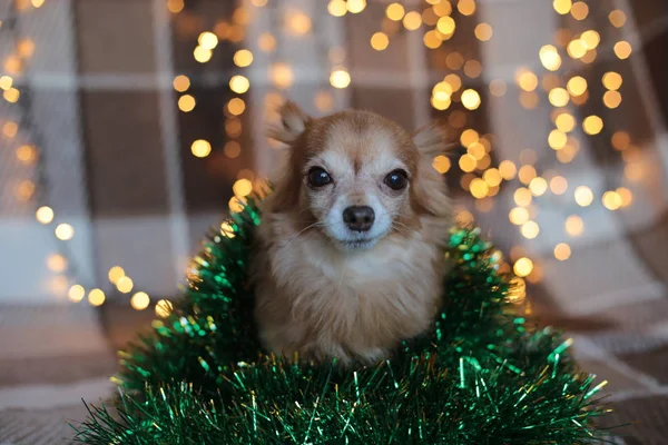 Chihuahua Cachorro Cuadros Con Una Guirnalda Mordisquea Hueso Vacaciones Navidad —  Fotos de Stock