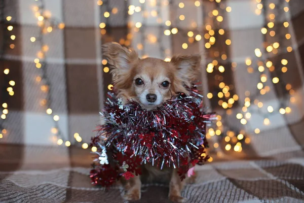 Szczeniak Chihuahua Kratę Girlandą Gryzie Kości Święta Bożego Narodzenia — Zdjęcie stockowe