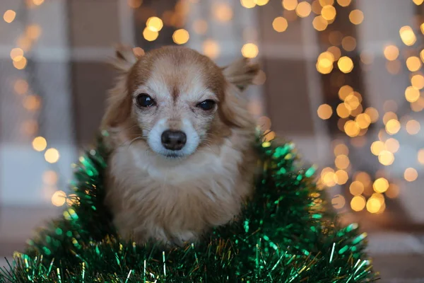 Chihuahua Cachorro Cuadros Con Una Guirnalda Mordisquea Hueso Vacaciones Navidad — Foto de Stock