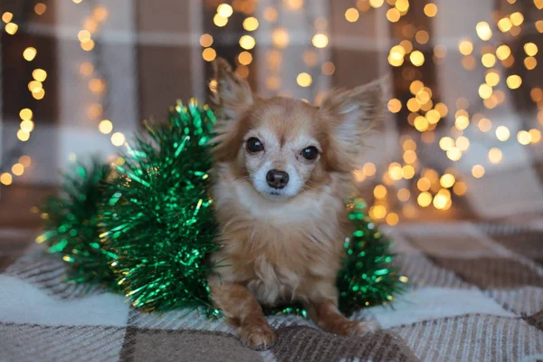 Ekoseli Bir Çelenk Üzerindeki Köpek Yavrusu Noel Tatilini Kemiriyor — Stok fotoğraf