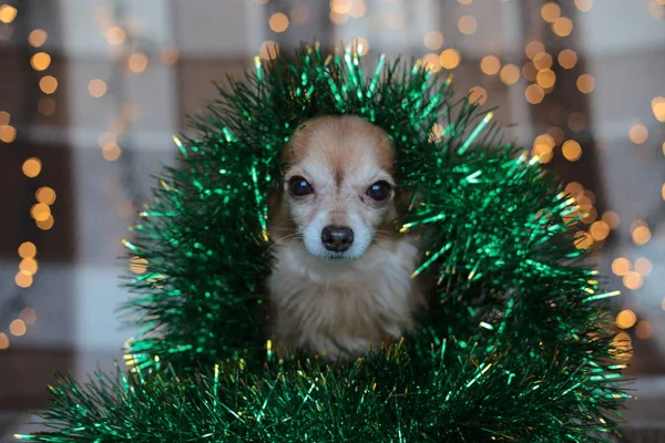 Szczeniak Chihuahua Kratę Girlandą Gryzie Kości Święta Bożego Narodzenia — Zdjęcie stockowe