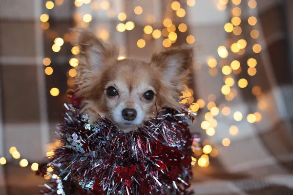 Štěně Chihuahua Kostkované Věncem Okousává Kost Vánoční Svátky — Stock fotografie