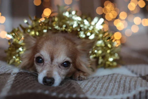 Welpe Chihuahua Auf Einem Plaid Mit Einer Girlande Knabbert Einen — Stockfoto