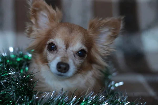 Welpe Chihuahua Auf Einem Plaid Mit Einer Girlande Knabbert Einen — Stockfoto