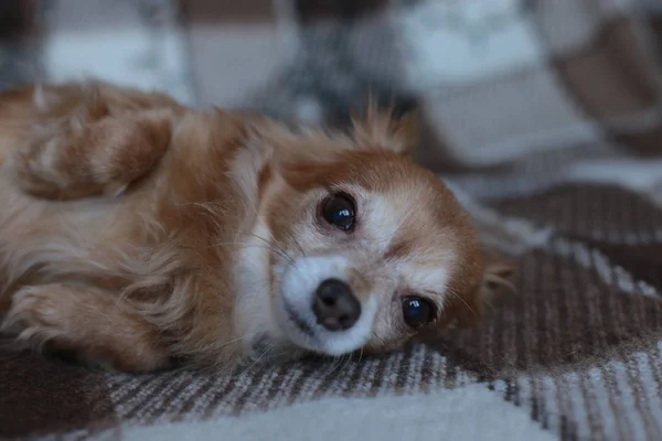 Chihuahua Filhote Cachorro Uma Planície Com Uma Grinalda Mordisca Umas — Fotografia de Stock