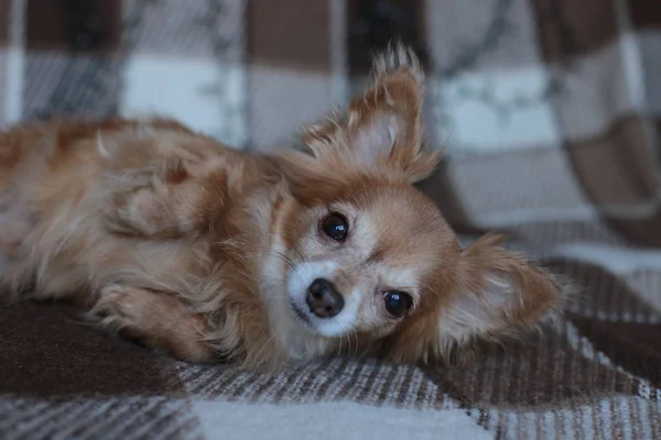 Jengibre Chihuahua Año Nuevo Humor Guirnalda Bokeh Cachorro Sonríe Disfruta —  Fotos de Stock